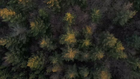 aerial - a coniferous forest in west germany from above