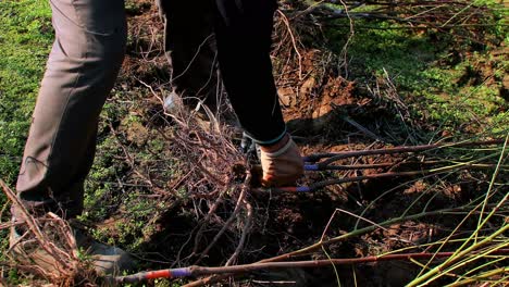 the botanist uprooting the saplings