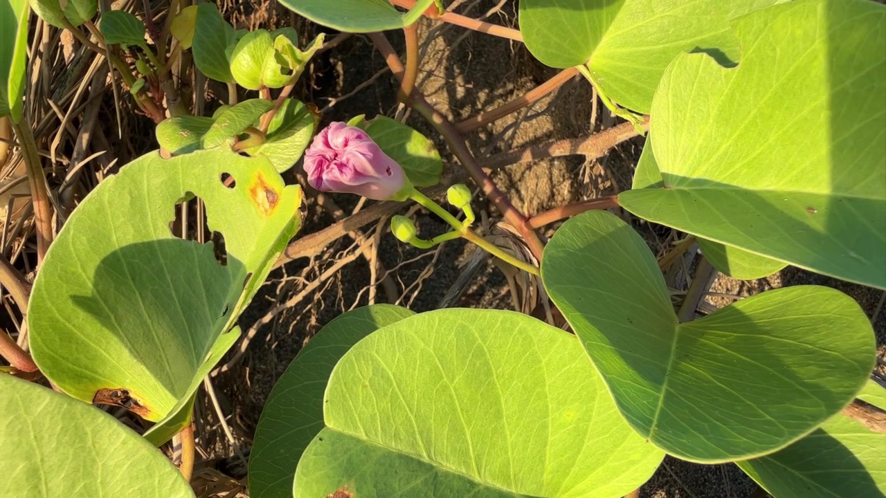 Sonnenbeschienene rosa Blütenknospe und grüne Blätter einer Strandpflanze