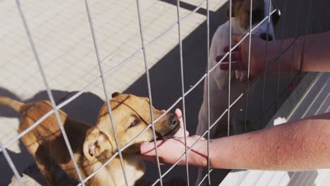 Verlassener-Hund-In-Einem-Tierheim-Eingesperrt