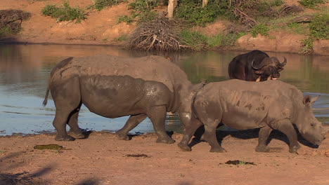 a rhino and calf walk along the edge of a waterhole as a cape buffalo wades in the water in the background