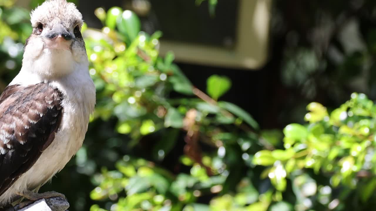 A kookaburra sits attentively surrounded by vibrant green foliage, showcasing its distinctive plumage.