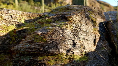 piedra de roca salvaje llena de depósito de algas en una región montañosa de arizona brillante en el día