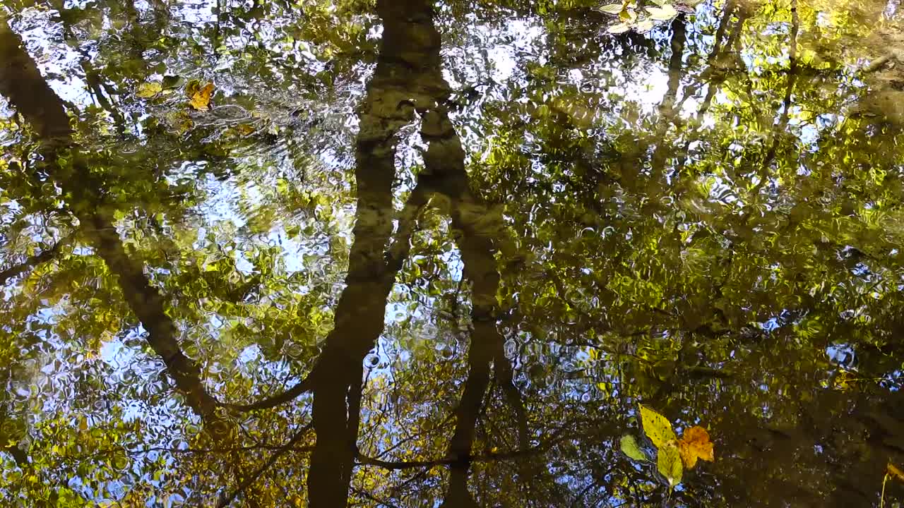 Arroyo en el bosque. Bosque otoñal.