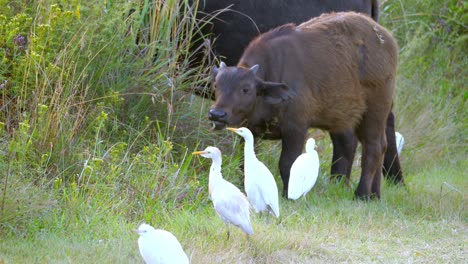 buffalo and calf grazing through the grass with egret birds walking around the herd