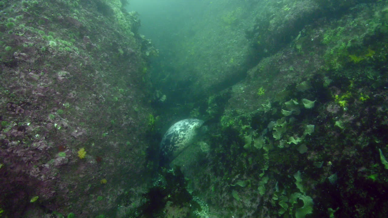 curiosa foca gris durante una inmersión en agua fría