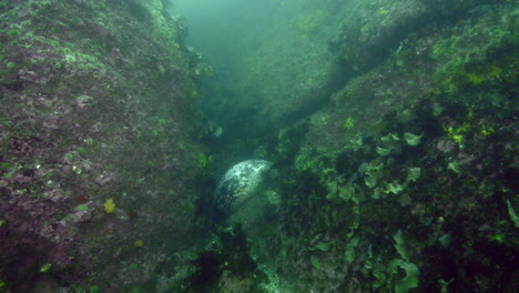 Curiosa-Foca-Gris-Durante-Una-Inmersión-En-Agua-Fría