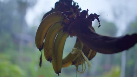 banana bunch hanging in costa rica rainforest lodge with fruit flies buzzing