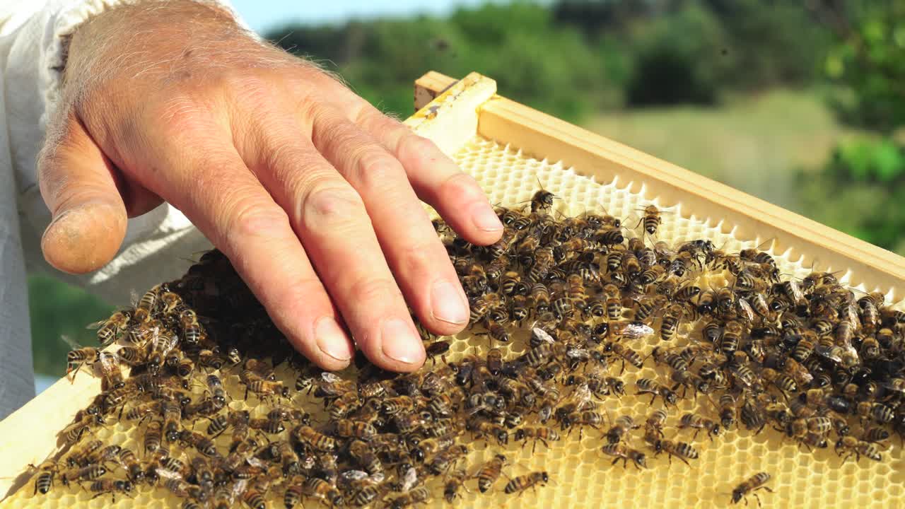 Beekeeper examines bees in honeycombs. Hands of the beekeeper. Bee is close-up.