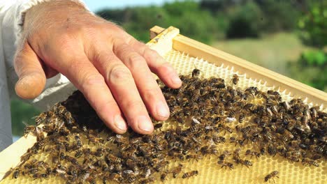 beekeeper examines bees in honeycombs. hands of the beekeeper. bee is close-up.