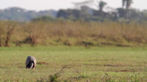 Scenic-shot-of-Nine-banded-Armadillo-foraging-in-short-river-edge-grass-at-Barba-Azul-Nature-Reserve,-Beni