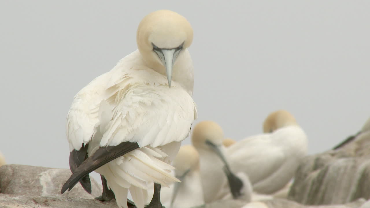 북부 가넷 번식지, 배경에 바다가 있는 개요