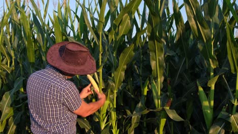 A Farmer Stands in a Field and Inspects a Green Corn Plantation a Man Inspects a Corn Field and Looks for Pests Successful Farmer and Agro Business