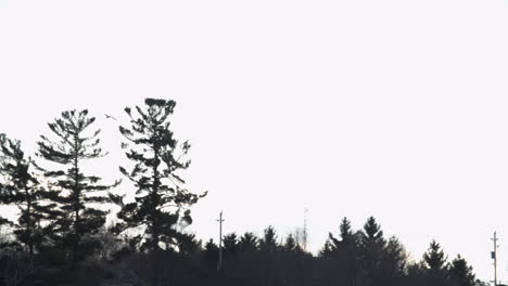 Silhouette-of-a-large-Predator-bird-above-trees,-shot-in-Slow-Motion