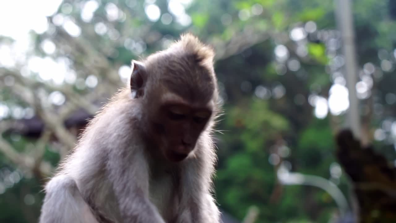 A young monkey enjoys a fruit snack in Ubud Monkey Forest, Bali. Captures the primate's natural behavior in its lush jungle habitat.