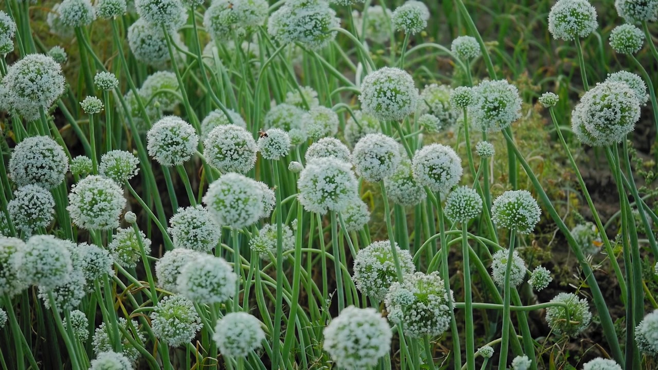 Grappolo di capolini di cipolla bianca che ondeggiano dolcemente alla luce naturale, con steli verdi, vegetazione da giardino, una trama fiorita e una fresca atmosfera agricola!