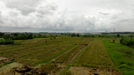 Campos-De-Arroz-En-El-Campo-Indonesio,-Bali.