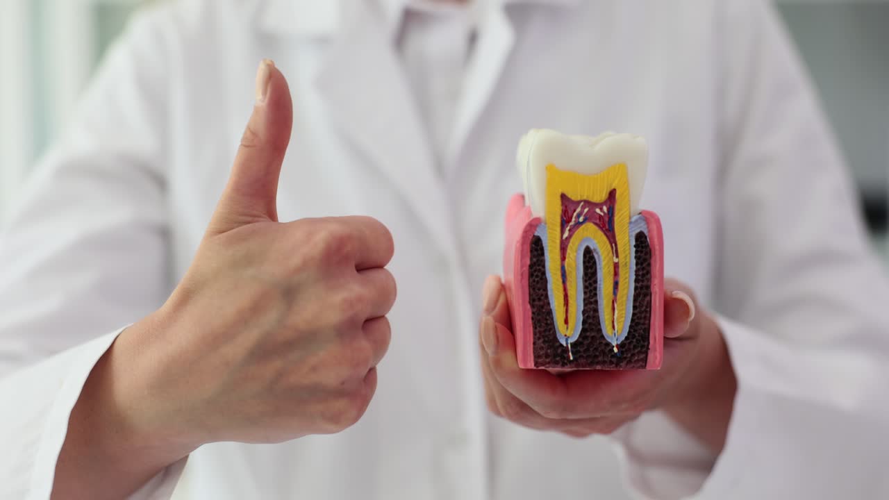 Dentist showing a tooth model with a thumbs up