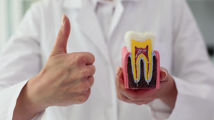 Dentist showing a tooth model with a thumbs up