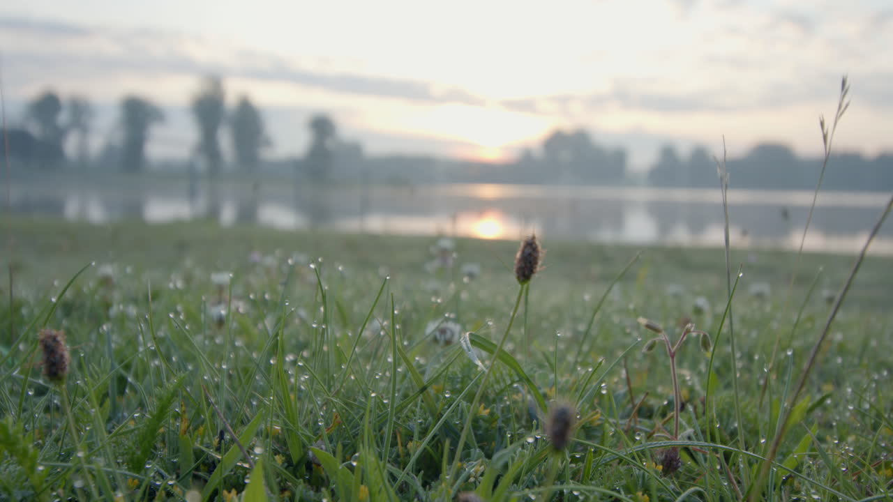이른 아침에 호수의 가장자리에서 높은 풀 꽃의 가까운