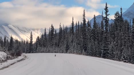 pov driving in winter in the mountains with a coyote running on the road. kananaskis canada