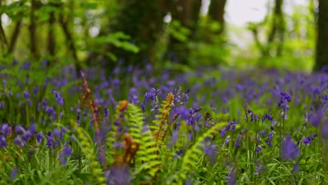 bluebells in a forest setting