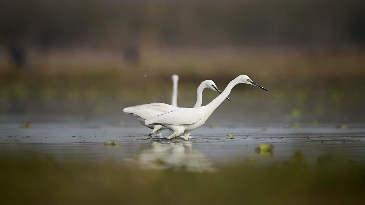 las hermosas garzas blancas cazando en el lado del lago