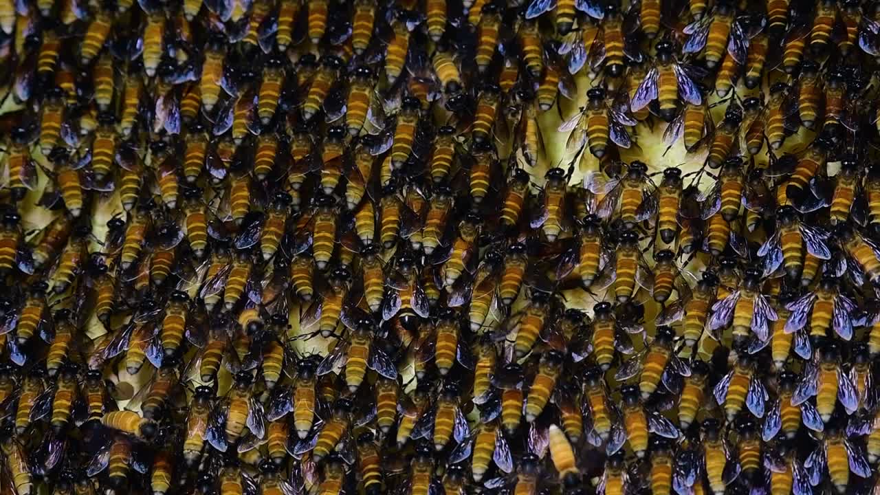 se sabe que las abejas melíferas gigantes construyen grandes colonias de nidos con bolsillos simétricos hechos de cera para almacenar miel como fuente de alimento.