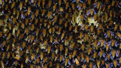 Se-Sabe-Que-Las-Abejas-Melíferas-Gigantes-Construyen-Grandes-Colonias-De-Nidos-Con-Bolsillos-Simétricos-Hechos-De-Cera-Para-Almacenar-Miel-Como-Fuente-De-Alimento.