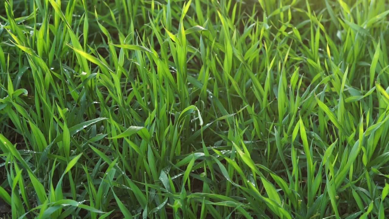 fondo de hierba verde