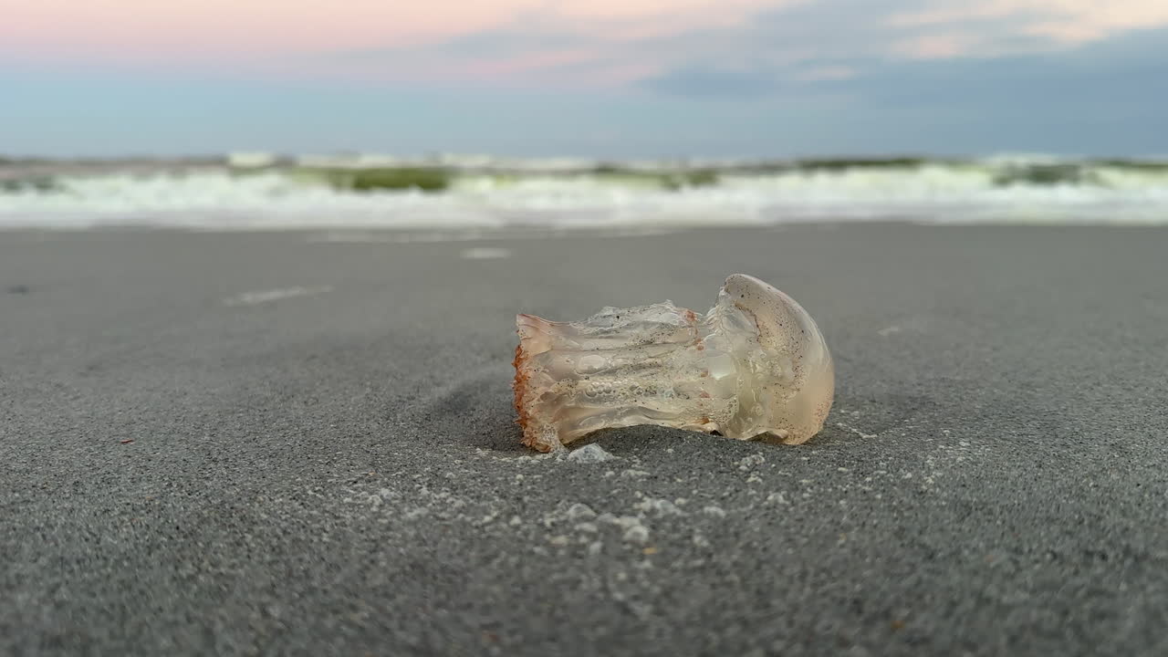 Dead jellyfish with tentacles missing, ocean waves in background
