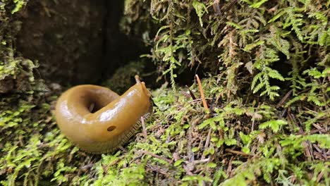 Yellow-Banana-Slug-Slowly-Moves-Crawls-on-Moist-Moss-at-Muir-Woods,-California,-USA