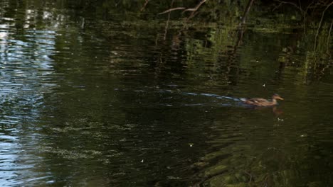 Shot-of-ducks,-swimming-out-of-shot-on-a-lily-pond