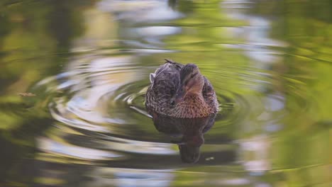 Weibliche-Entenstockente,-Die-Im-Wasser-Sitzt