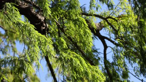 leaves gently swaying on a tree branch