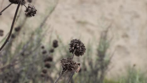 close up of dry flower plant in the high desert of southern califiornia near lake elsinore and ortega highway with bokeh background