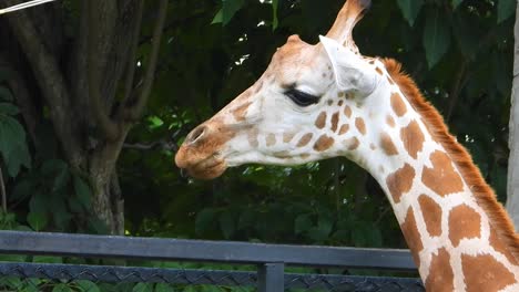 Giraffe-standing-and-watching-over-the-fence-in-a-zoo-in-India,-close-shot-of-the-mammal-chewing-with-it's-tongue-sticking-out