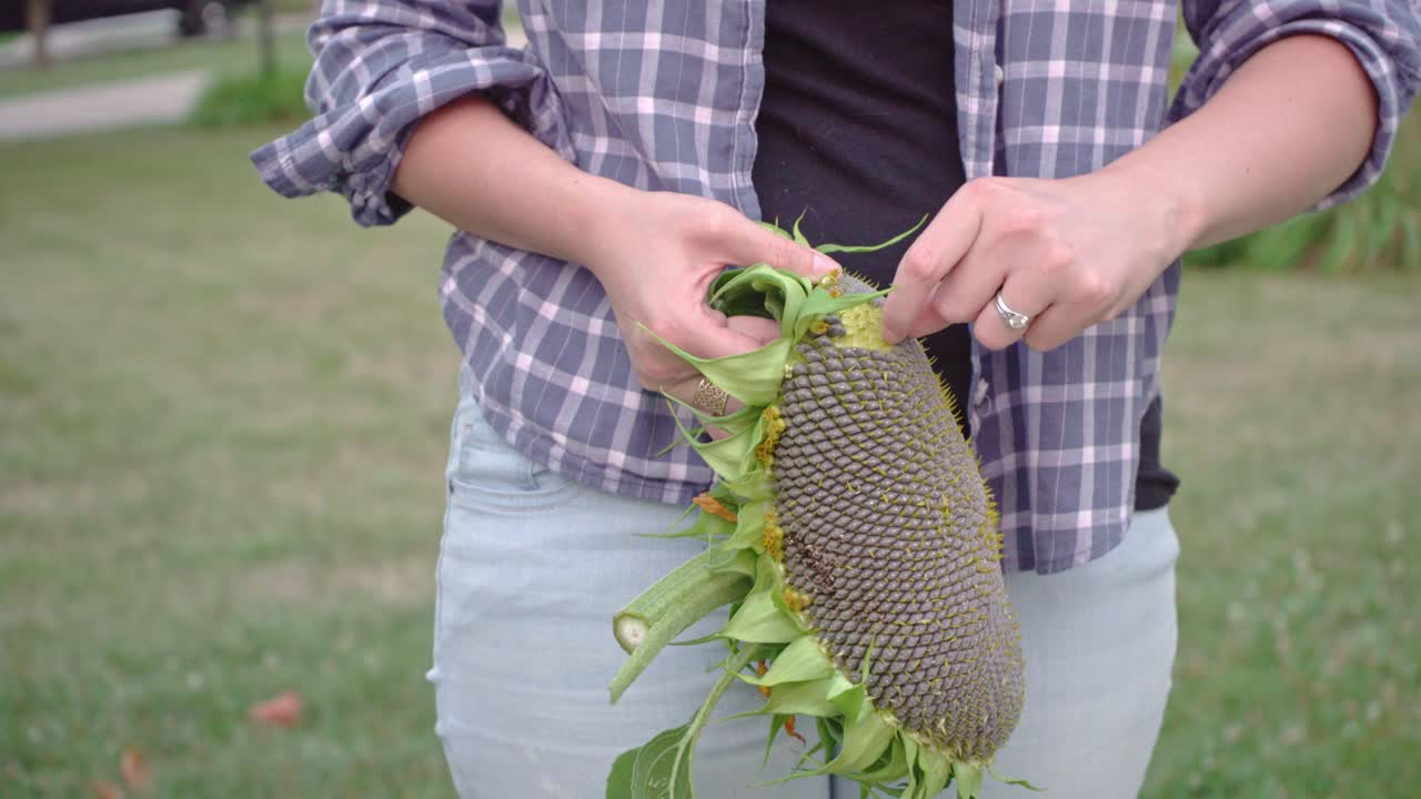 Cropped Image Of A Woman Picking Seeds From Sunflower Head. close up