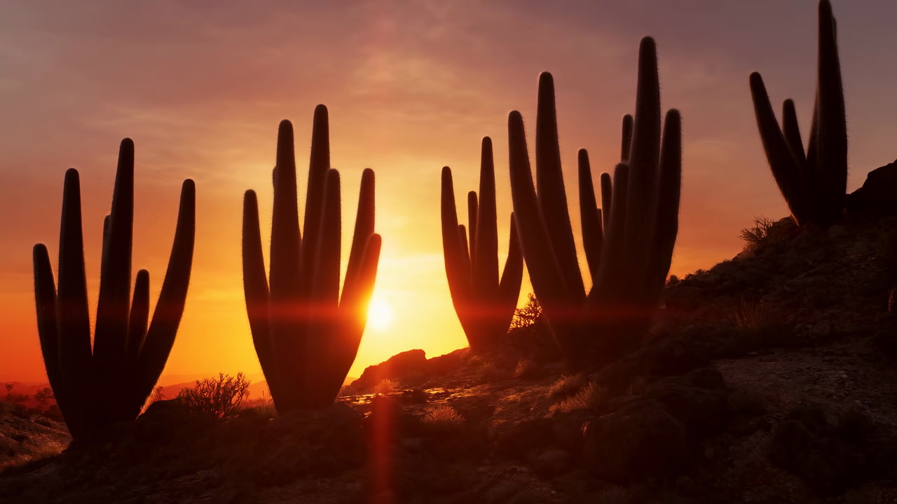 Sunset Desert Cactus Silhouettes Against Sun, Cinematic Golden Hour Glow Over Saguarostudded Ridge, Warm