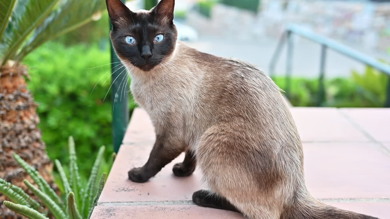 Siamese cat playing outside in Spain, slow motion