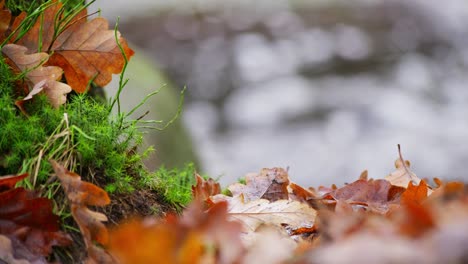 golden oak leaves scattered along the riverbank