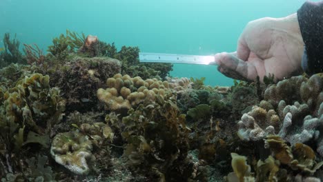 a scuba diver collecting data and measurements for marine science research deep below the ocean