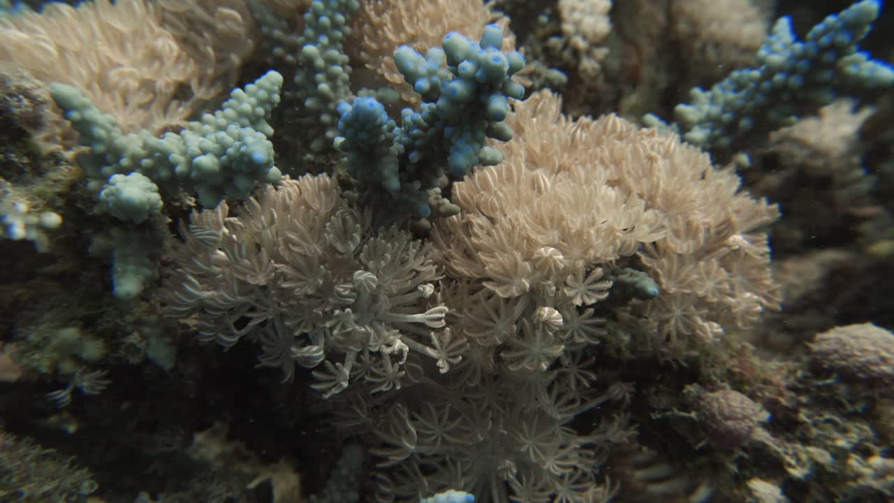 Close up of colorful soft coral waiving in the current in slowmotion in 4k