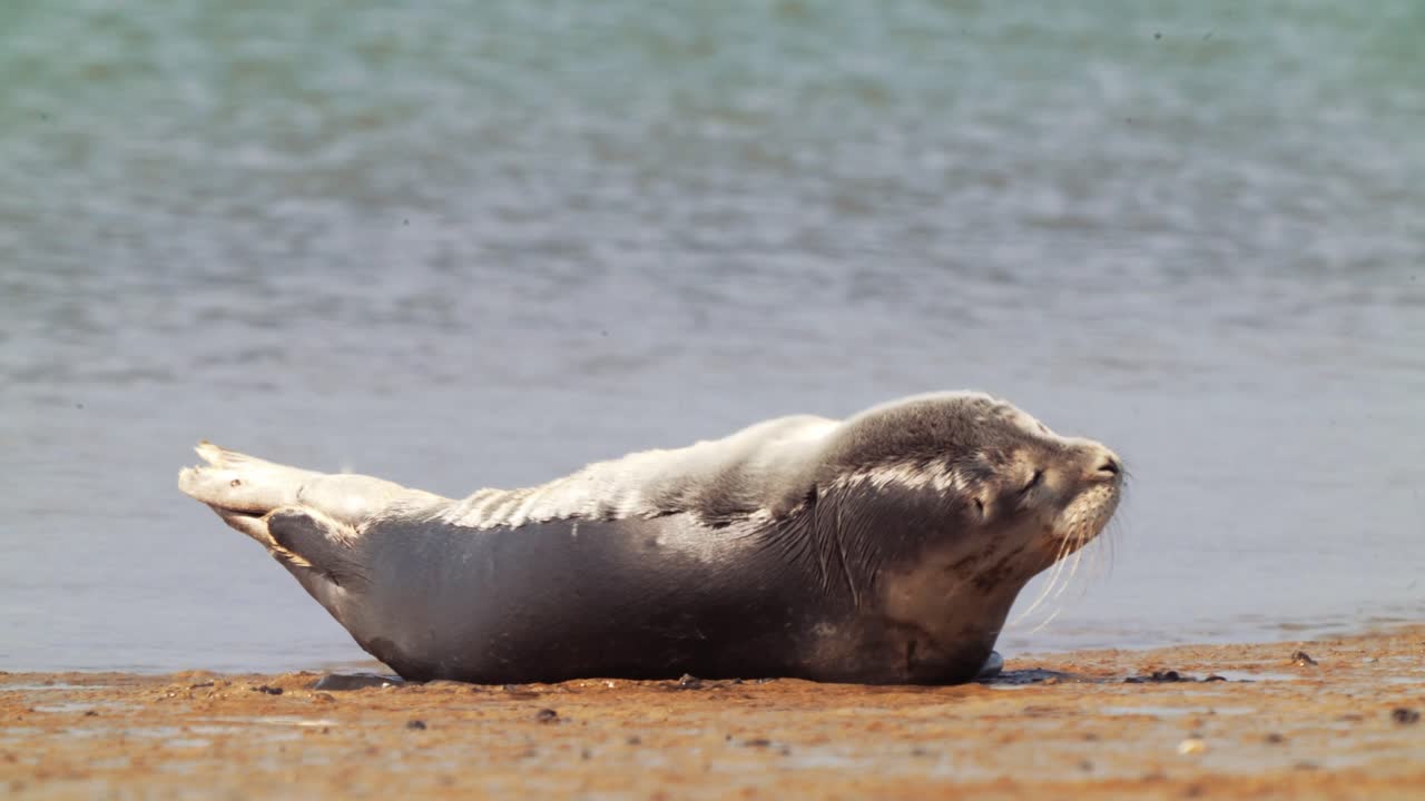 햇빛을 즐기는 모래 해변에서 휴식을 취하는 조심스러운 공통 항구 인감