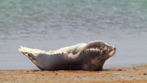 foca común vigilante relajándose en la playa de arena disfrutando del sol