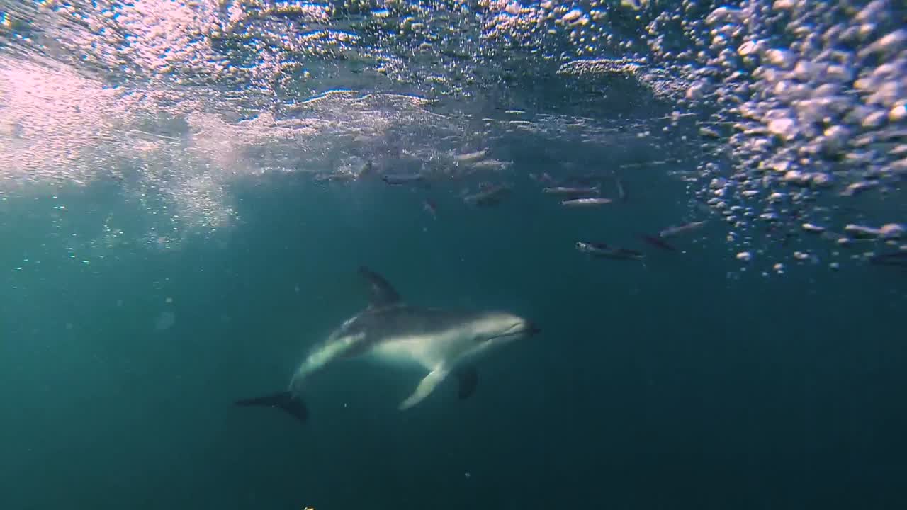 delfines alimentando anchoas tiro bajo el agua, cámara lenta