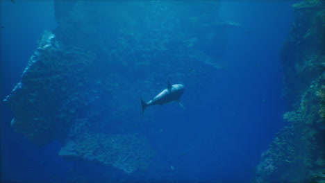 a shark swimming in the ocean