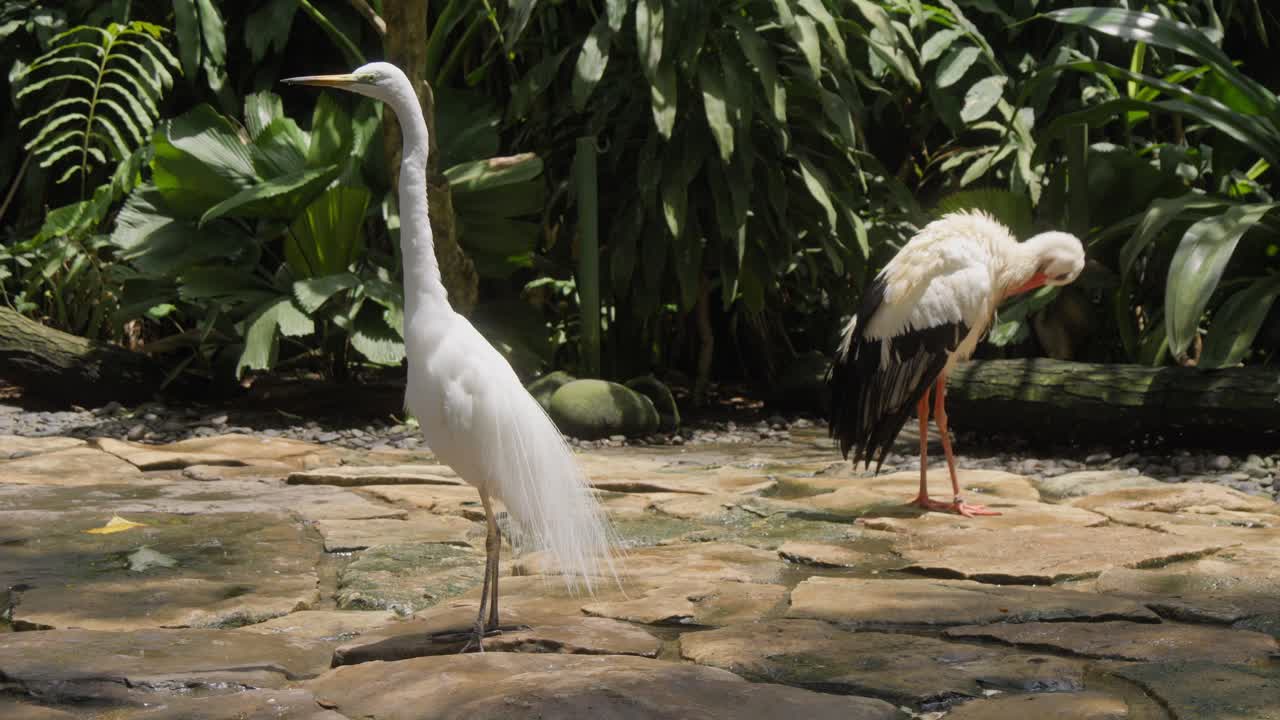 cigüeña blanca y gran garza en el zoológico de bali