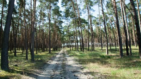 Caminar-Por-El-Bosque-En-Medio-Del-Día