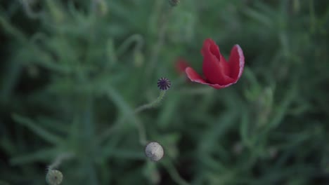 Red-poppy-on-green-field-with-blurred-background